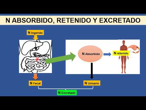 Vídeo: Efecto De Las Proporciones Isotópicas Estables De Carbono Y Nitrógeno En La Dieta Sobre El Alcance De Su Incorporación En Los Tejidos De Las Ratas