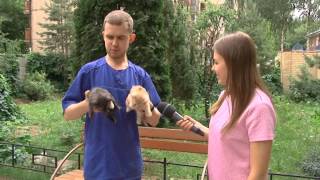 Пристроим вместе двух котят. Вятка Today 25.06.2015 Пристроим вместе двух котят. Вятка Today 25.06.2015
