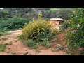 Chacara linda passeio próximo ao pinheirinho animais cachoeira flores horta verduras Itália