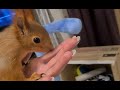 Гон у белки. Как справляемся....!? 🤔 Squirrel rut