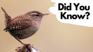 Things you need to know about WRENS!