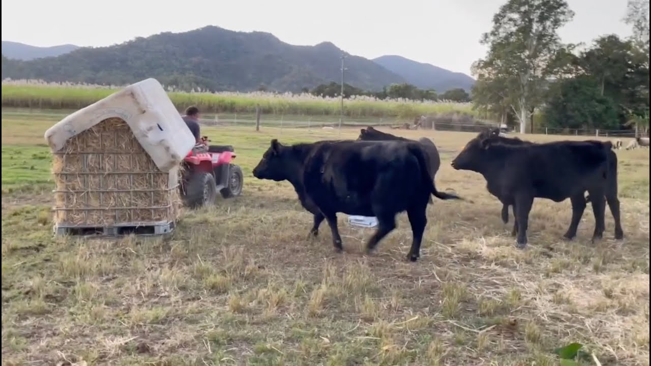 Building a Round Bale Hay Feeder for the Cows for 50 They Love It