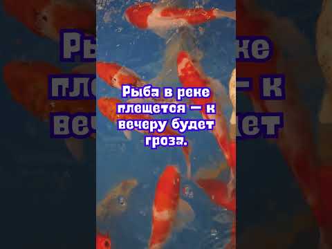 27 июня народные приметы. Приметы 27 июня. 27 июня именины #народныеприметы #приметы