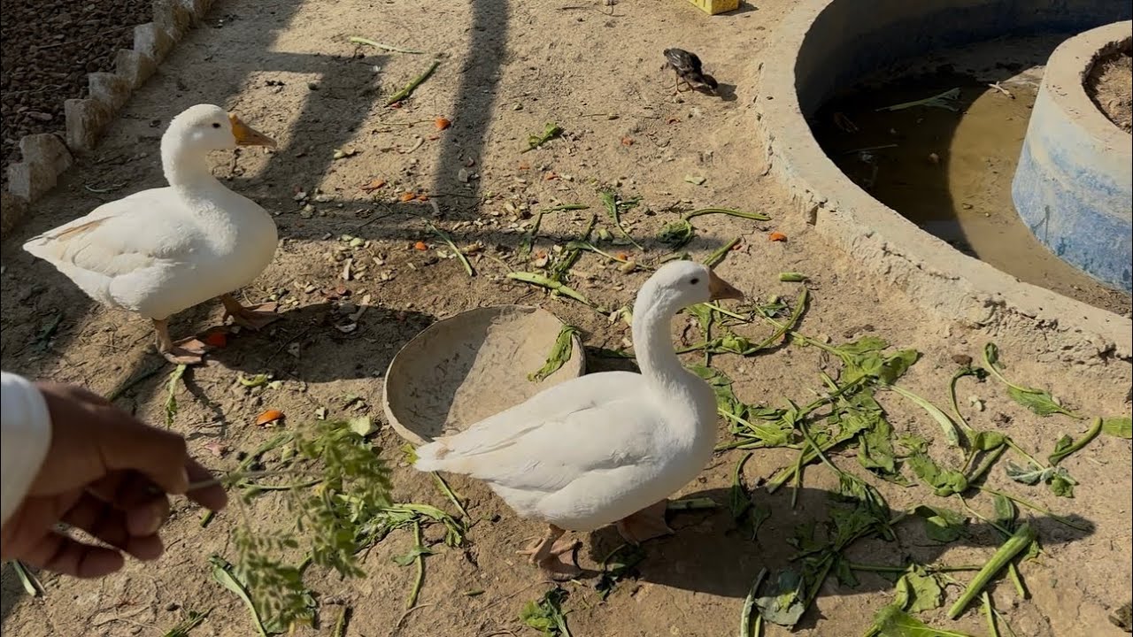 Mini zoo update 🤍 ab MiniZoo upgrade krny ka time a gya 