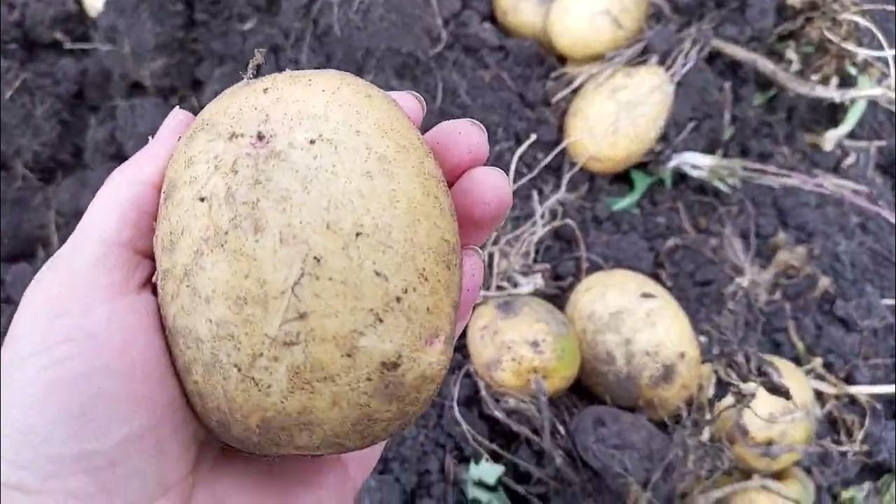10 самых лежких сортов картофеля На грядке (Огород.ru)