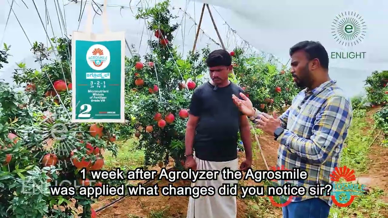 Pomegranate Farmer from Raichur Sees Excellent Results with Agrolyzer & Agrosmile 🌿🍎 #agrolyzer