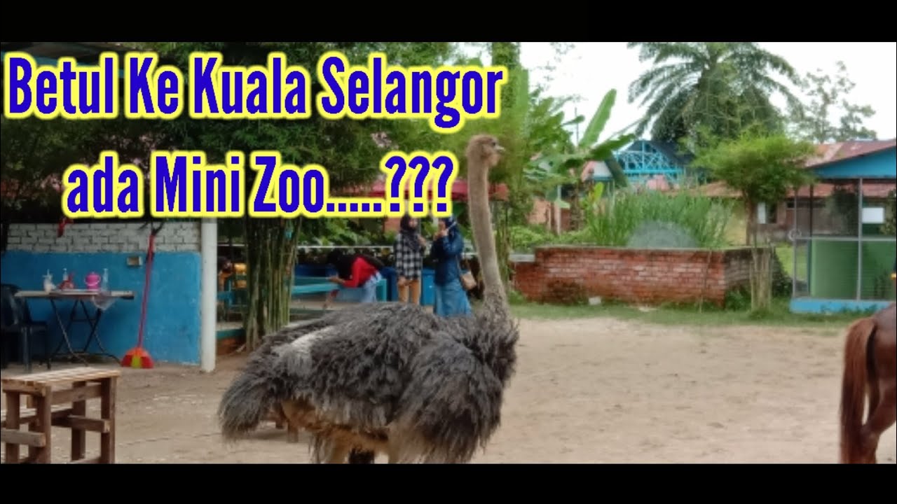 Mini Zoo Di Kuala Selangor YouTube