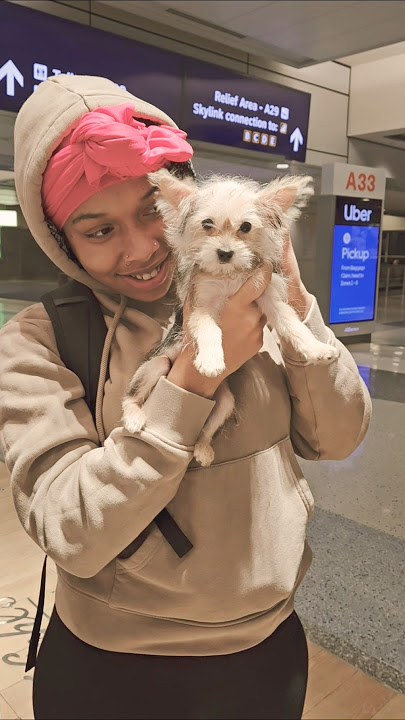 Fandy, the Yorkie, came to my store. 😊 #dfwairport #travel #texas #pets