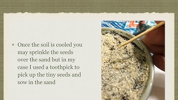 How to Grow Lithops from Seeds