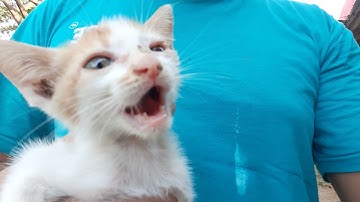 nada dering suara anak kucing kecil mengeong