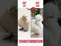 Silkie Chicks to Silkie Chicken Growth Time Lapse #silkiechicken #silkie #shorts #shortsfeed
