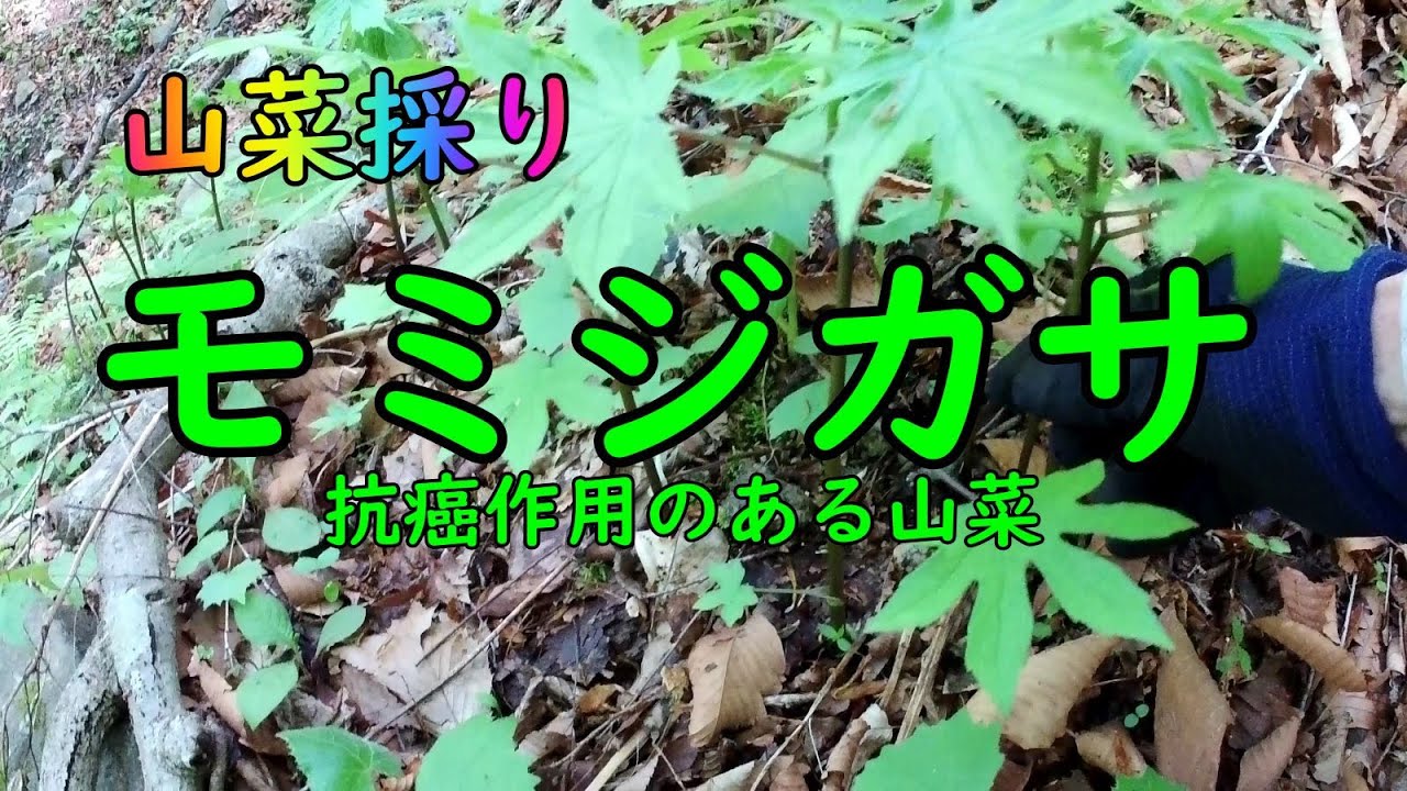 2024.4.25いわきの山でモミジガサ(ヒドキ)採り - YouTube