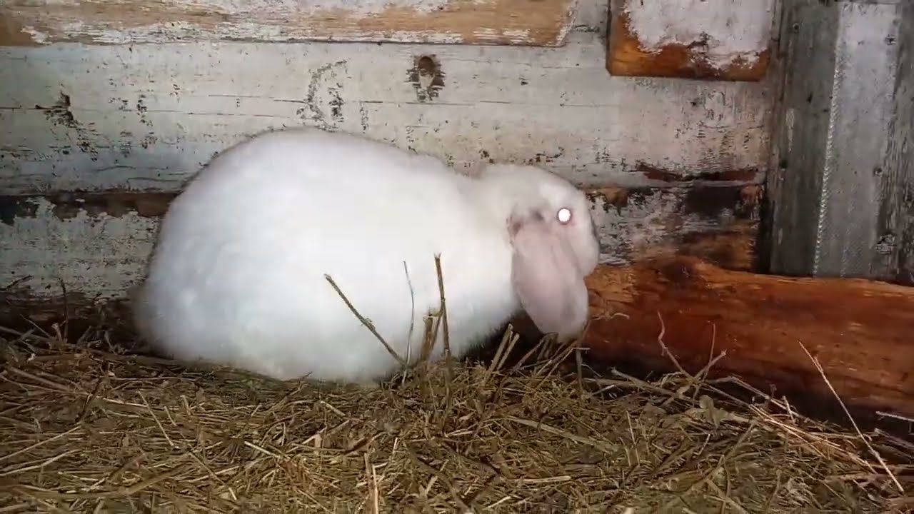 SMECHERIA CU FANUL SI LUCERNA LA IEPURI