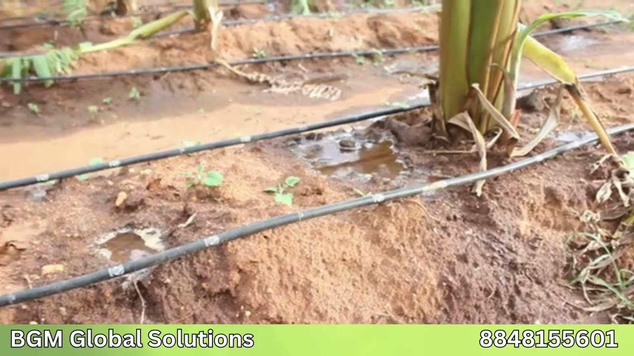 BGM - Drip Tape Banana Field