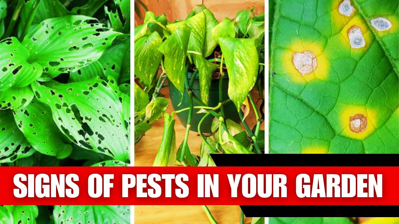 Pest Problems 7 Signs You Have a Pest Problem in the Garden - YouTube