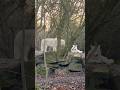 #wolf #wolven #wolves #भेड़िया #ذئب #狼 #волк #serigala #lobo #bram #wildlife #predator #Artis #zoo