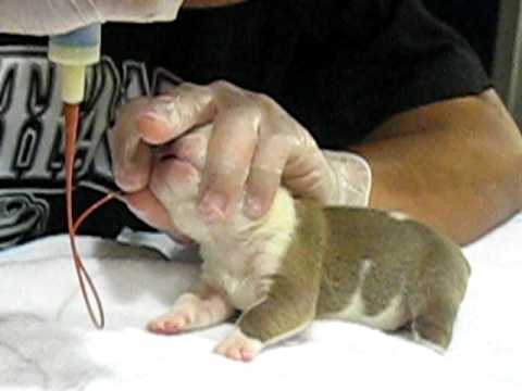 TUBE FEEDING ENGLISH BULLDOG PUPPIES