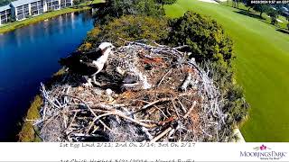 Moorings Park Osprey 23.04.2024 09:47