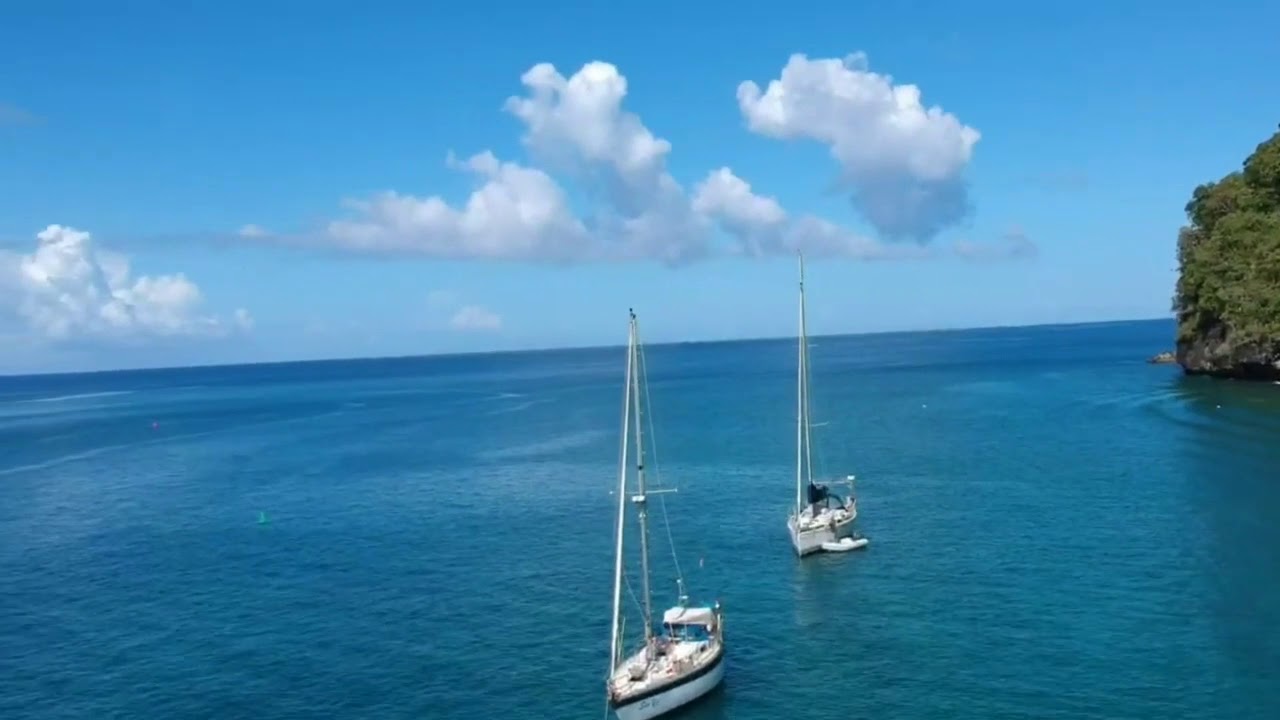 Martinique and St  Lucia 2019 Campions and Dickers