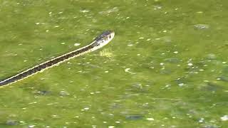 Garter Snake In The Pond @jonbondy