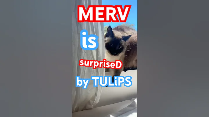 CAT GETS UNEXPECTED GIFT LMOA #catsofyoutube #bagagwa #flowers #shorts #shortsfeed #weird