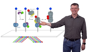 Stephen P. Bell (MIT / HHMI) 2: Single-Molecule Studies of Eukaryotic DNA Replication