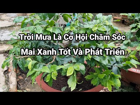 Một Số Việc Cần Chăm Sóc Mai Vào Tháng Mưa,Giúp Cây Phát Triển. mới 2023