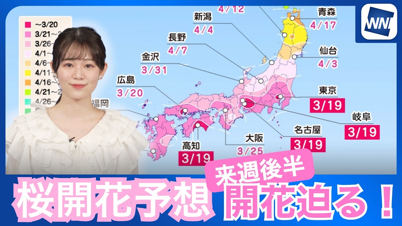 Cherry Blossom Forecast] Cherry blossom season will finally arrive