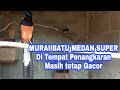 Murai batu medan super di tempat penangkaran masih tetap gacor