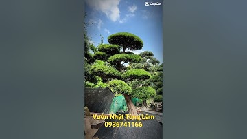 Chỉ cần bạn thích tùng la hán, thiết kế sân vườn đẹp hãy giao cho chúng tôi