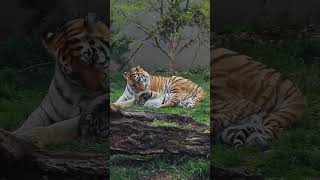 Tiger Cuddles With Baby Tiger Kuschelt Mit Baby