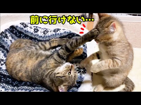 子猫の最大の難関はお姉ちゃん猫のお手手♥　Play with kittens and sister cats