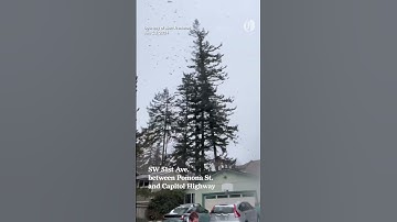 Tree falls in SW Portland during winter storm