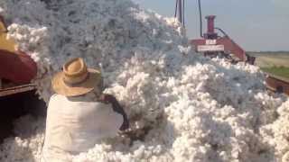 How cotton is dumped into a module maker!