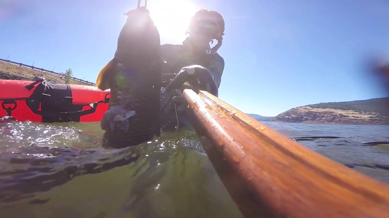 Carp Hunt Spearfishing Mosier, Oregon June 26th, 2016 YouTube