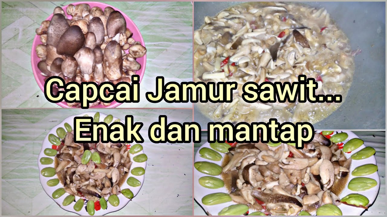 Cara masak Jamur sawit/ (Capcai Jamur Sawit Enak dan Cara masak Jamur sawit/ (Capcai Jamur Sawit Enak dan
