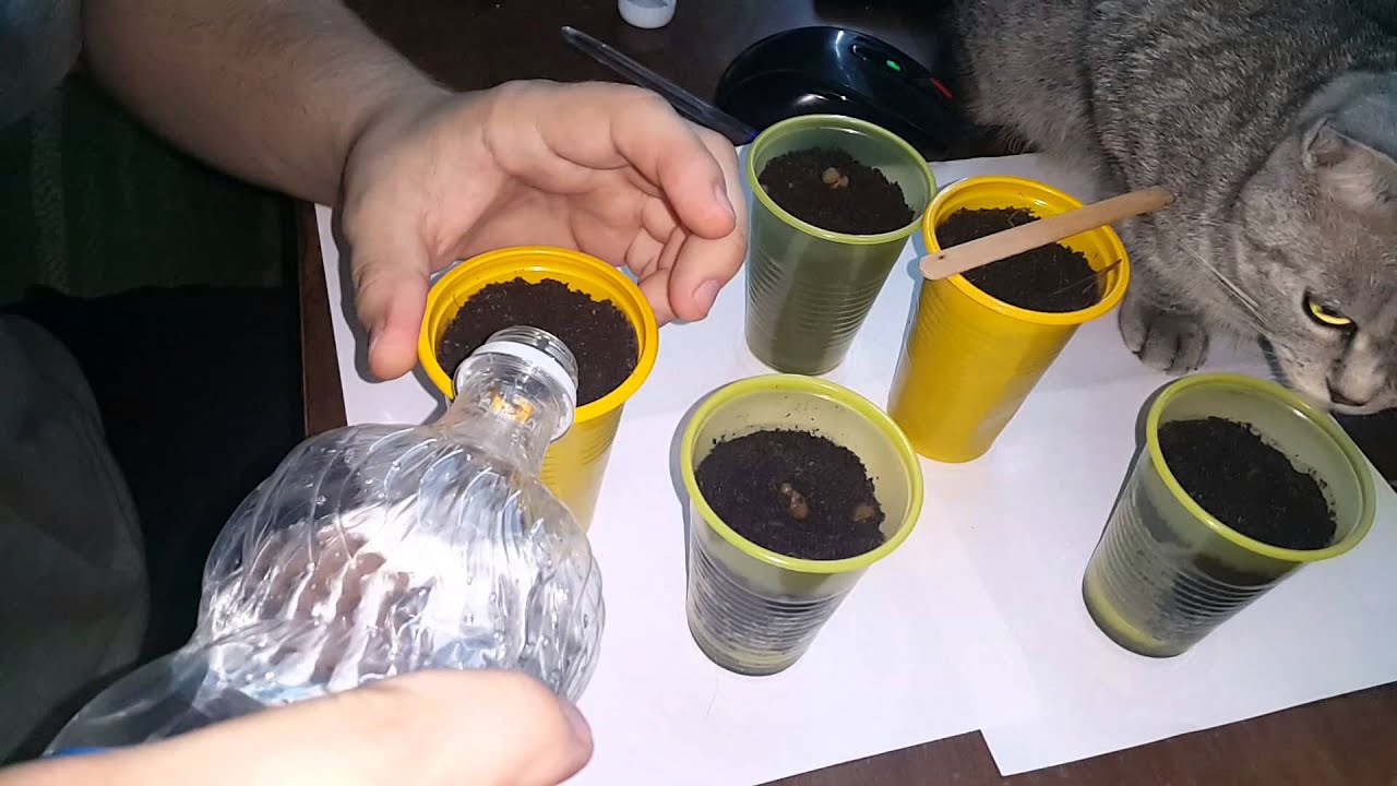 Выращивание сакуры в домашних условиях ЧАСТЬ 2