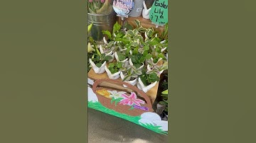 Beautiful Spring flowers at Traders Joes 💐 #flowers #springflower #traderjoes #flower