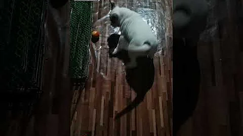 meet our American bulldog puppies/ "bullet" the puppy #shorts