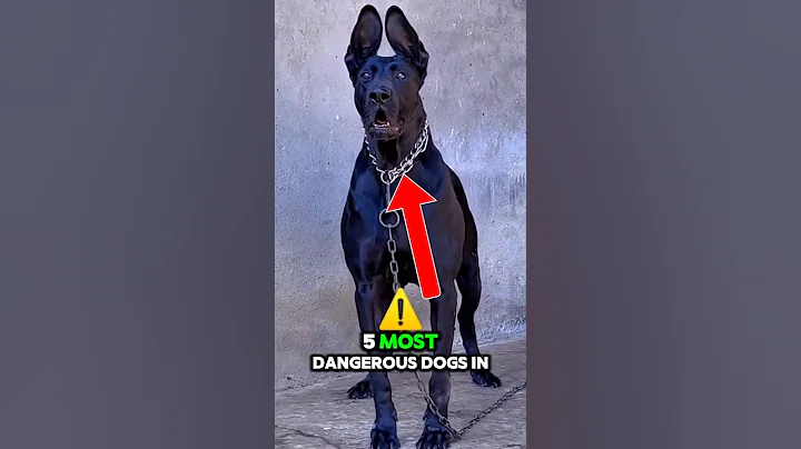 TOP 5 MOST DANGEROUS DOGS IN THE WORLD