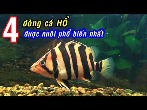 Hổ Con Giá Rẻ - Những dòng cá HỔ được nuôi nhiều nhất tại VIỆT NAM