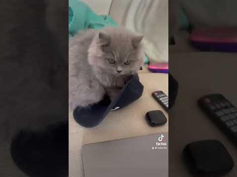 Cat In A