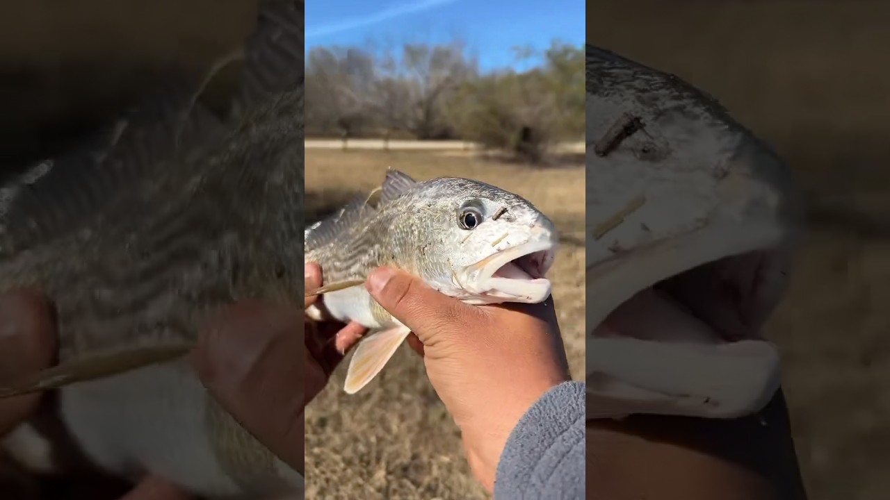 No English Karen😂 