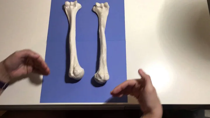 HUMERUS