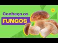 Quiz sobre o Reino Fungi