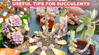 Useful Tips for Your Succulents - Part 2 | 多肉植物 | 다육이들 | Suculentas