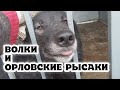 Волки вблизи. Знакомство с гигантскими лошадьми.