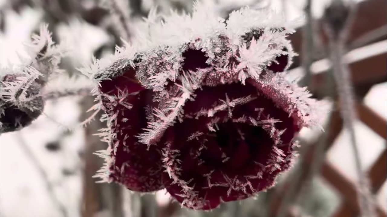 # 40 odcinek  Ogród w Srebrnym Oddechu Poranka 🌬️❄️🌊