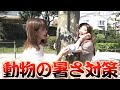 動物の暑さ対策を人間がやってみた結果。