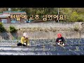 #어매집텃밭에 고추,오이,땅콩,가지,상추,토마토 심었어요!#미용실휴일브이로그#사랑하는 가족들과 텃밭새단장 했어용!🥰😄#텃밭vlog